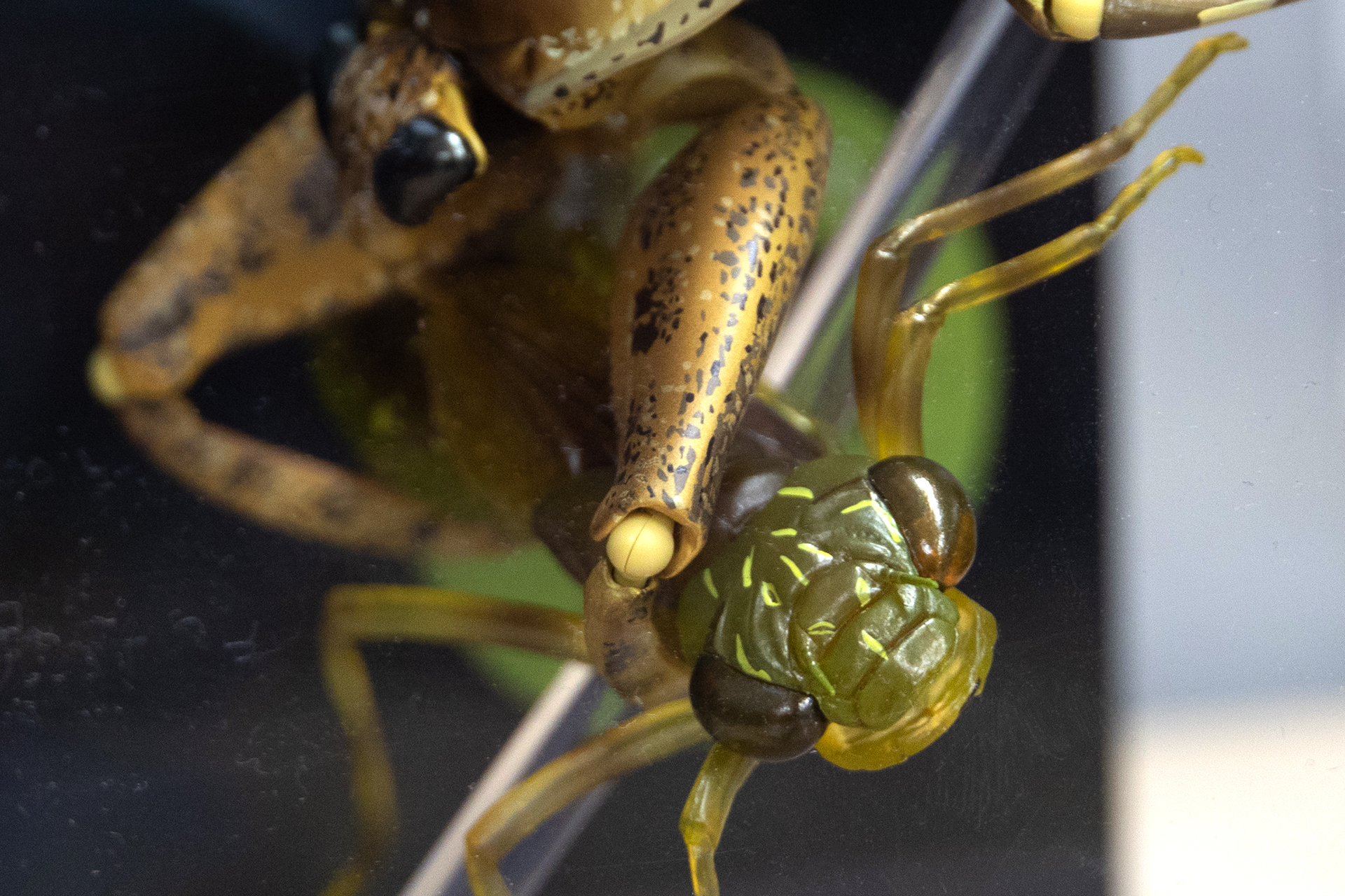 ギンヤンマのヤゴも、付属品とは思えないしっかりとした造形だ