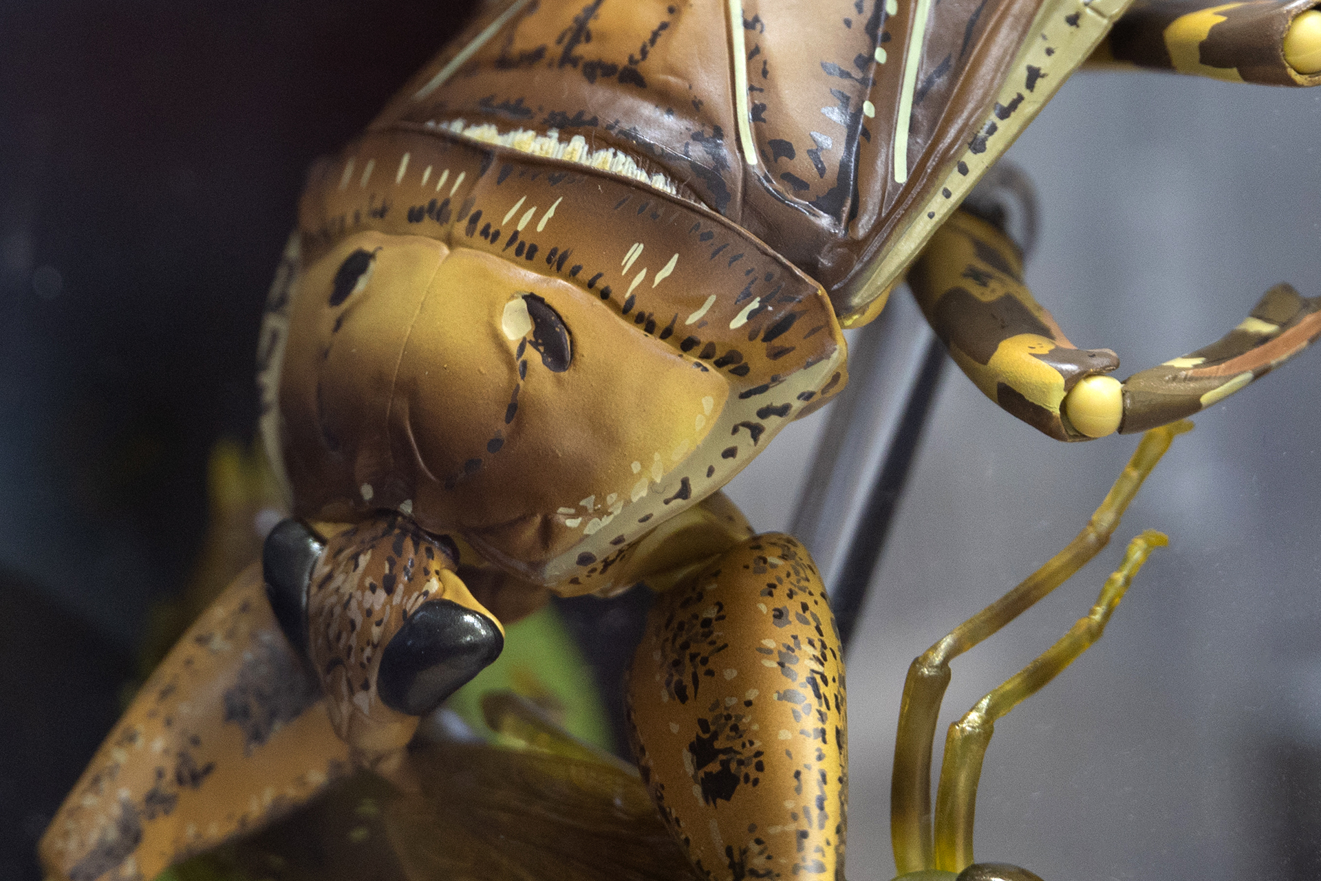 アップで見ると、目に魂が宿っているかのようだ