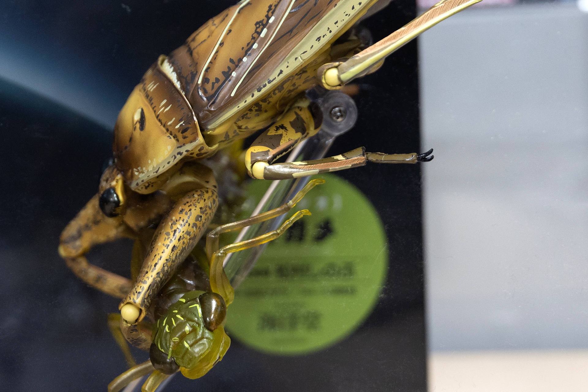 口先や腹の先端の呼吸器も、本物と同じように伸縮させることが可能だ