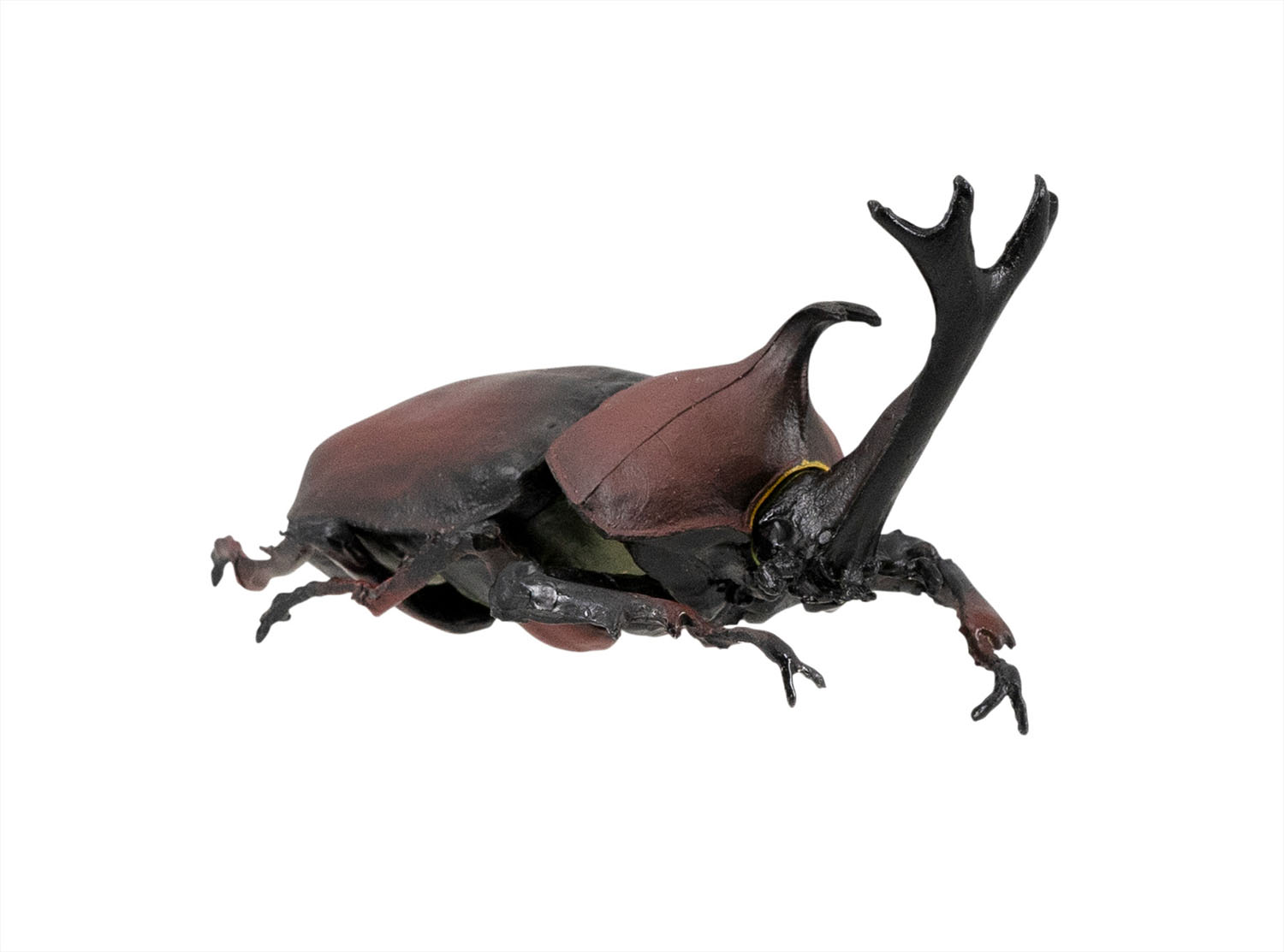 カブトムシ（赤）