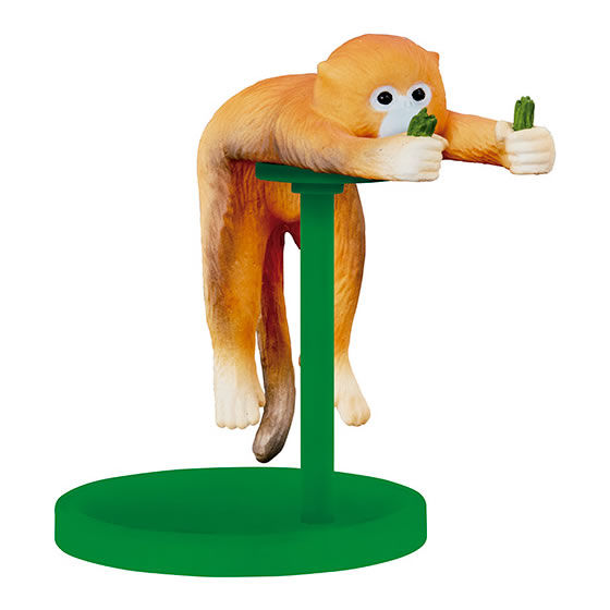 キンシコウ（猿）