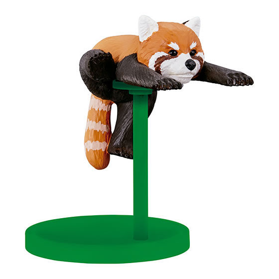 レッサーパンダ