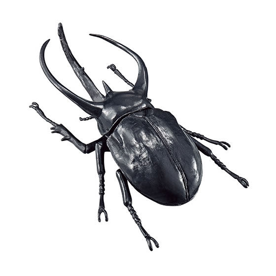 コーカサスオオカブトB