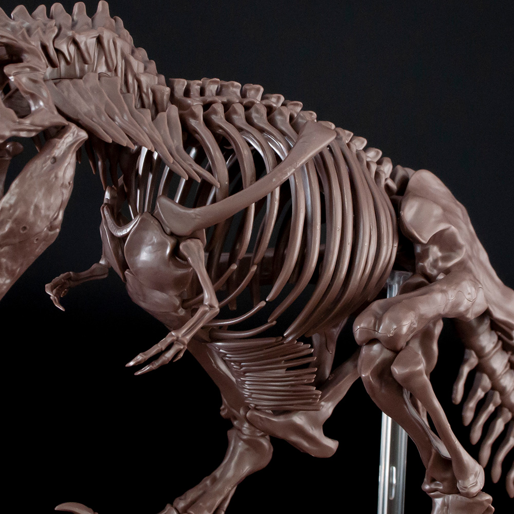 ポーズは固定仕様。あばら骨は1つ1つ背骨に組み付ける方式でリアルに再現