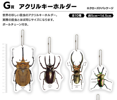 昆虫界の“魔王”vs“勇者”リッキー！「一番くじ昆虫 世界の昆虫だ