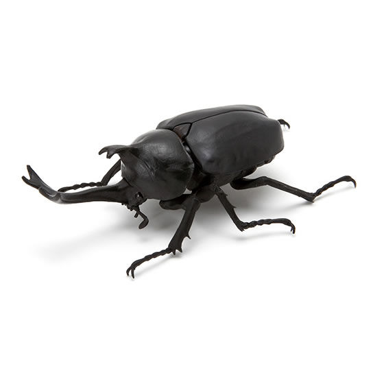 ヤマトカブトムシ(黒)