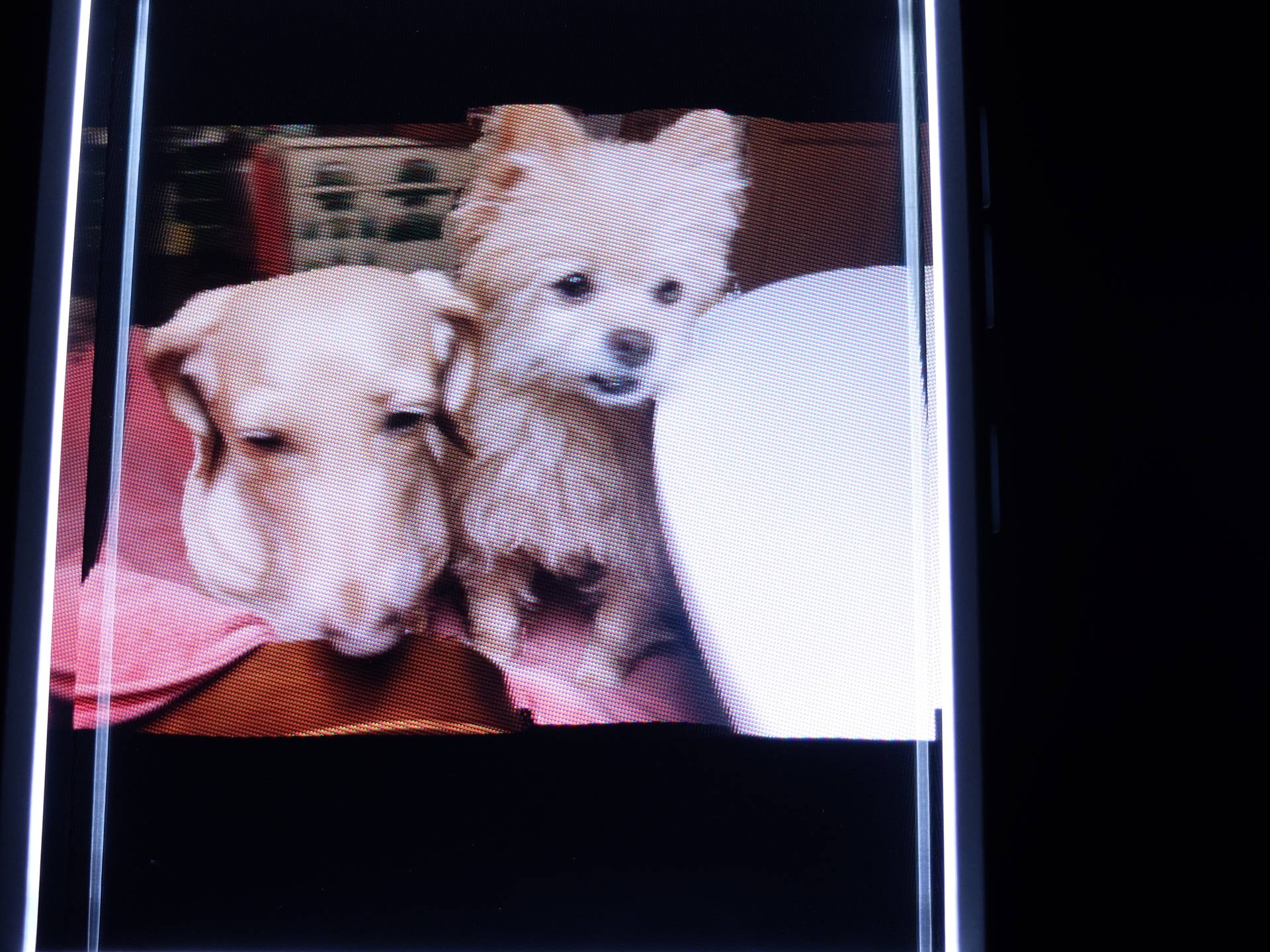 通常のポートレート画像の追加ではなく、「RGBD Photo and Video」のメニューから画像を追加する事で、無事に「Looking Glass Portrait」で立体表示できるようになった。かなり精度は高いと感じた