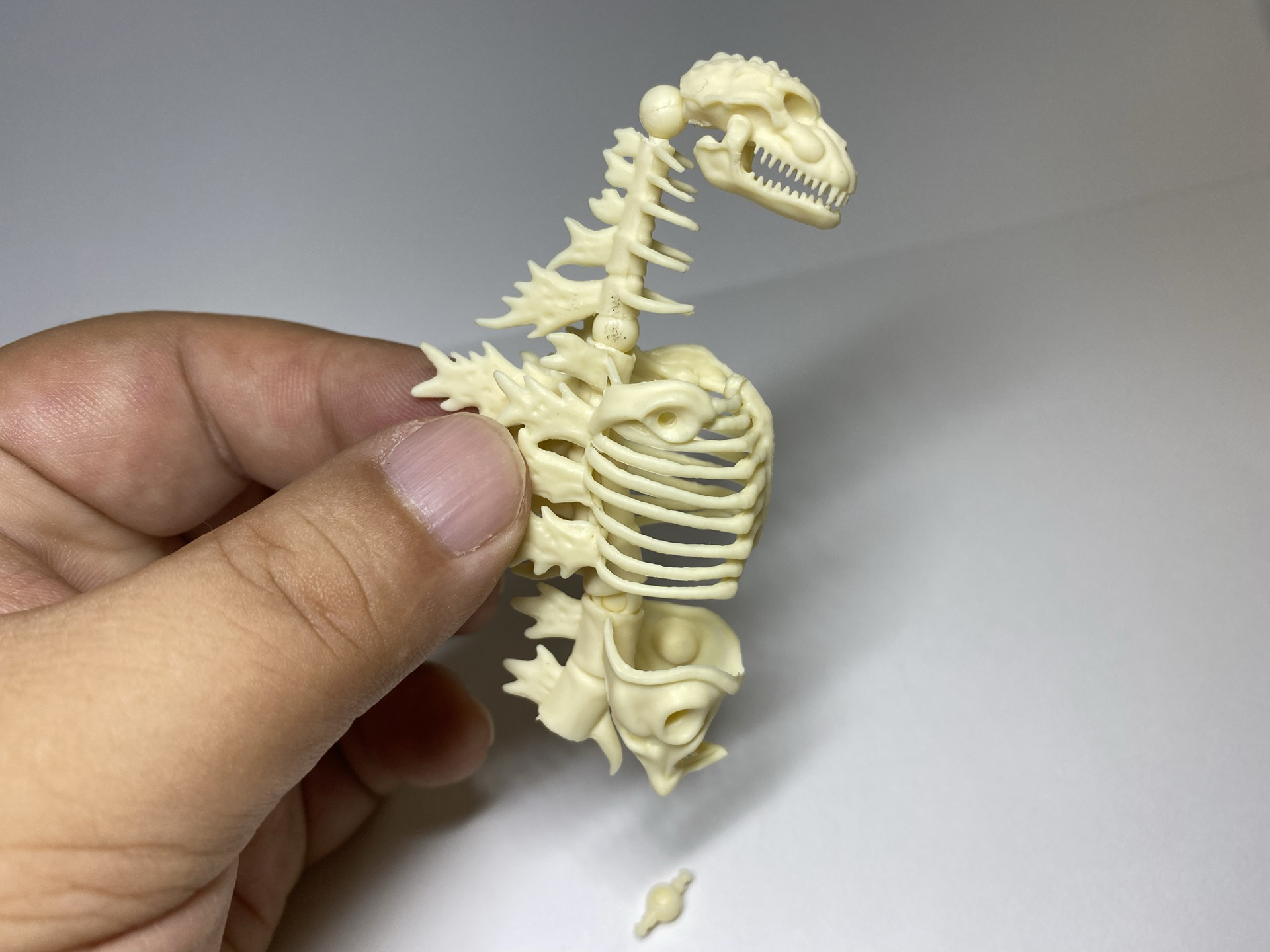 肋骨、腰をつないでいく。首の長さや、尻尾へつながるラインがまさにゴジラだ