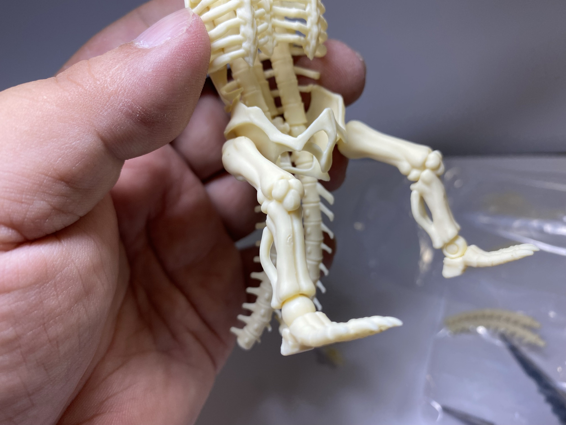 腰パーツ、足をはめ込んでいく。背骨が3本あり、2本の背骨がそのまま尻尾につながっているのが面白い
