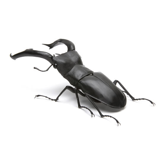 マンディブラリスフタマタクワガタ
