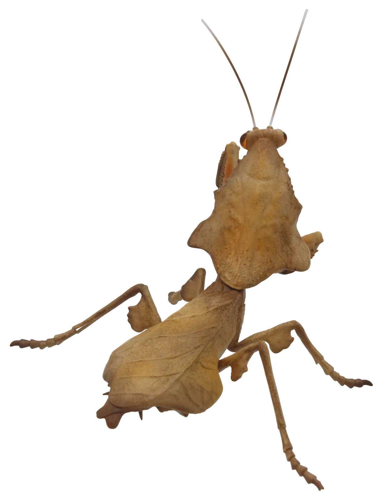 「ヒシムネカレハカマキリ」（学名：Deroplatys lobata）