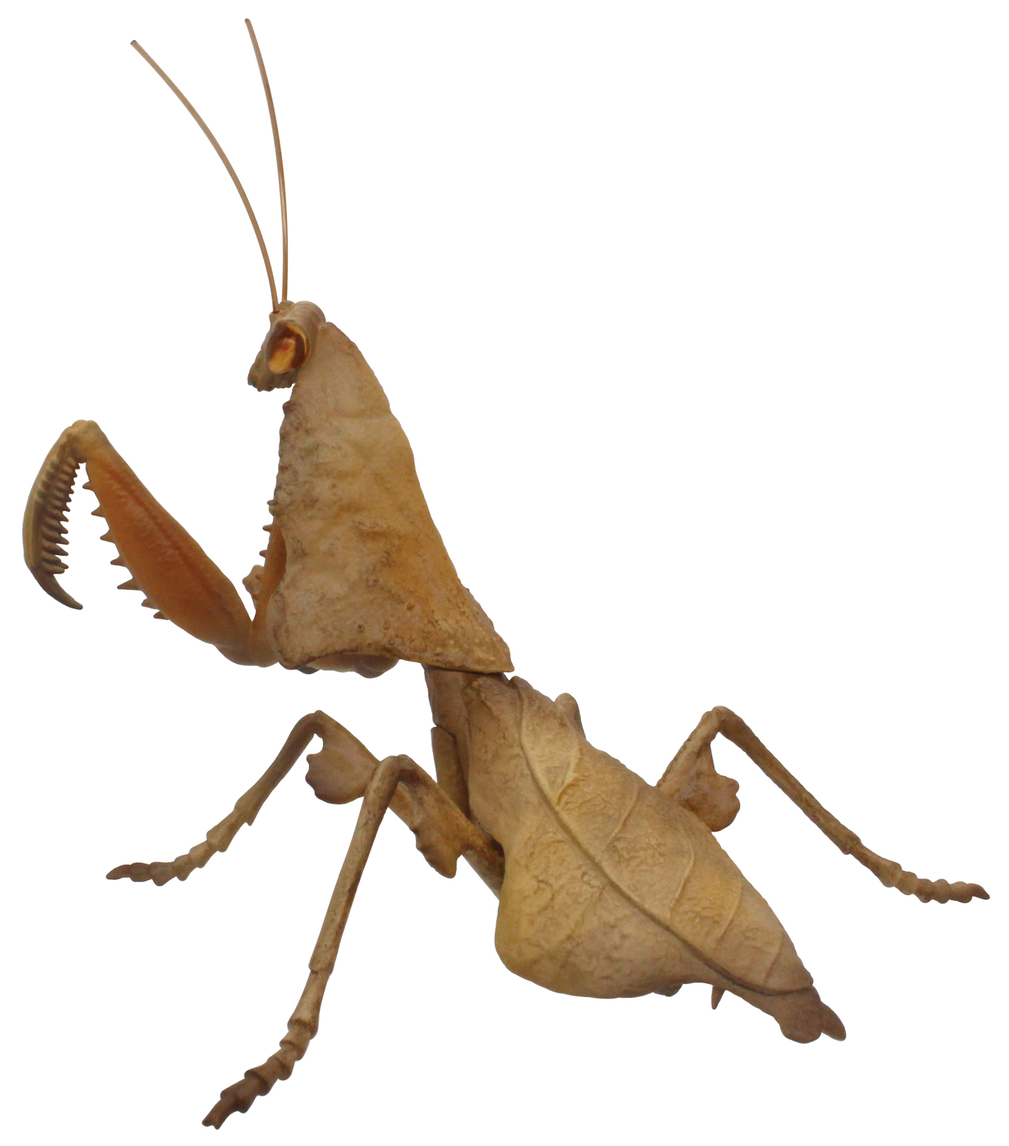 「ヒシムネカレハカマキリ」（学名：Deroplatys lobata）