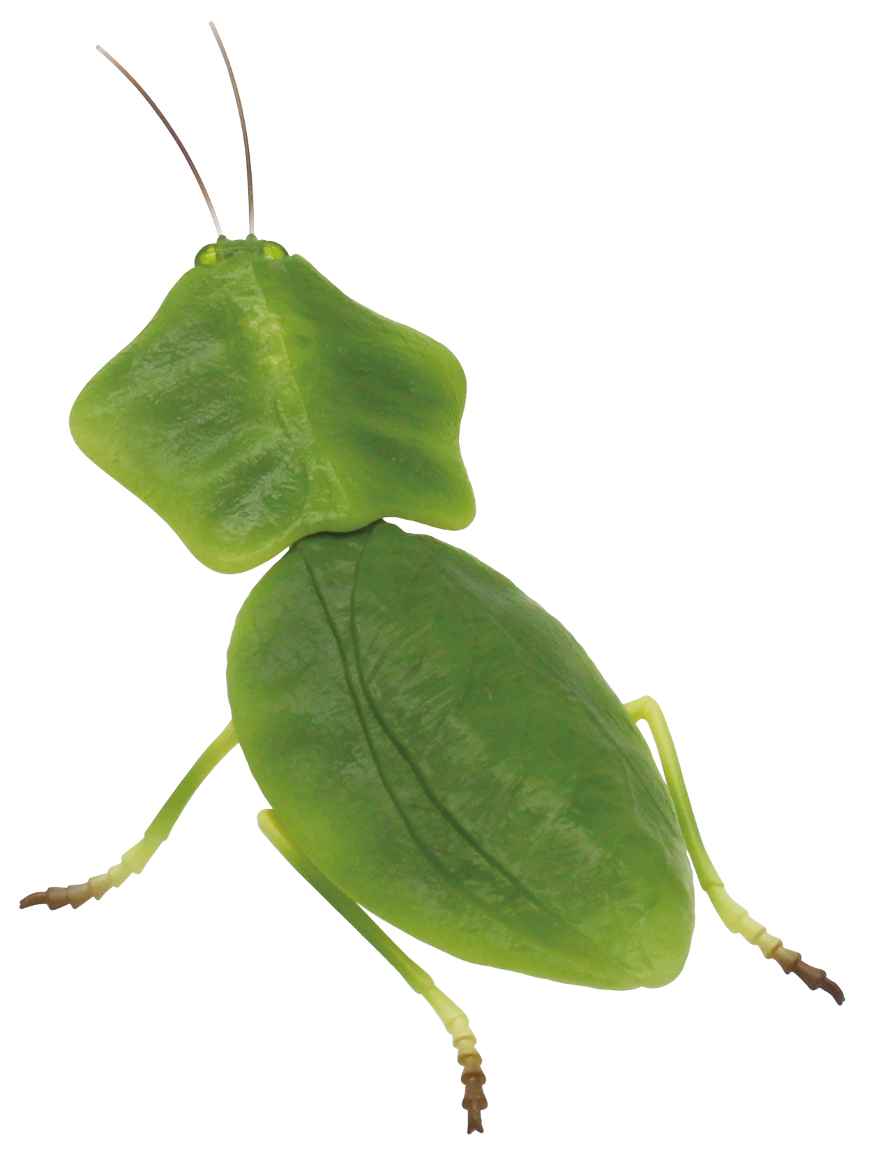 「コノハカマキリ」（学名：Choeradodis stalii）