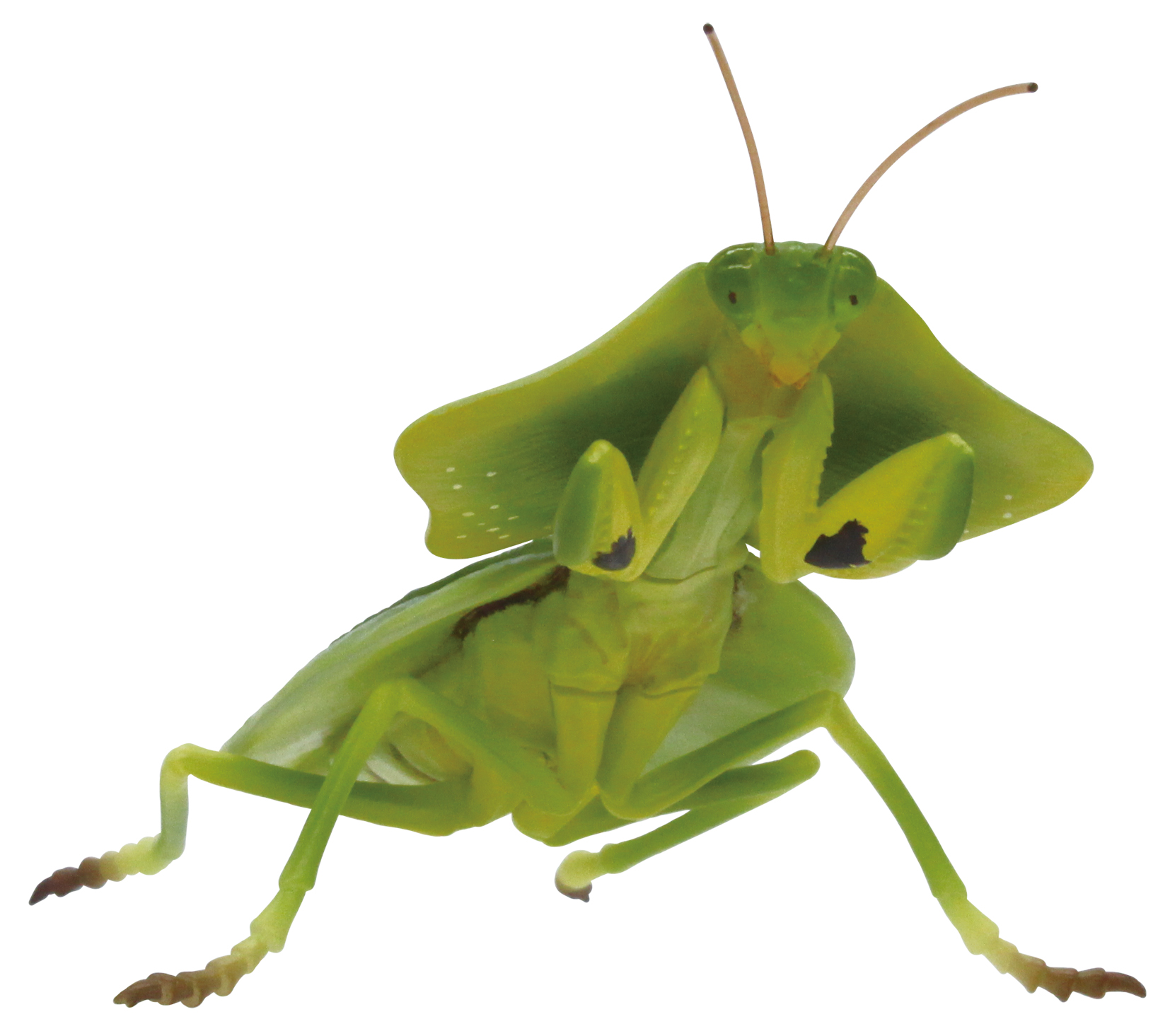 「コノハカマキリ」（学名：Choeradodis stalii）