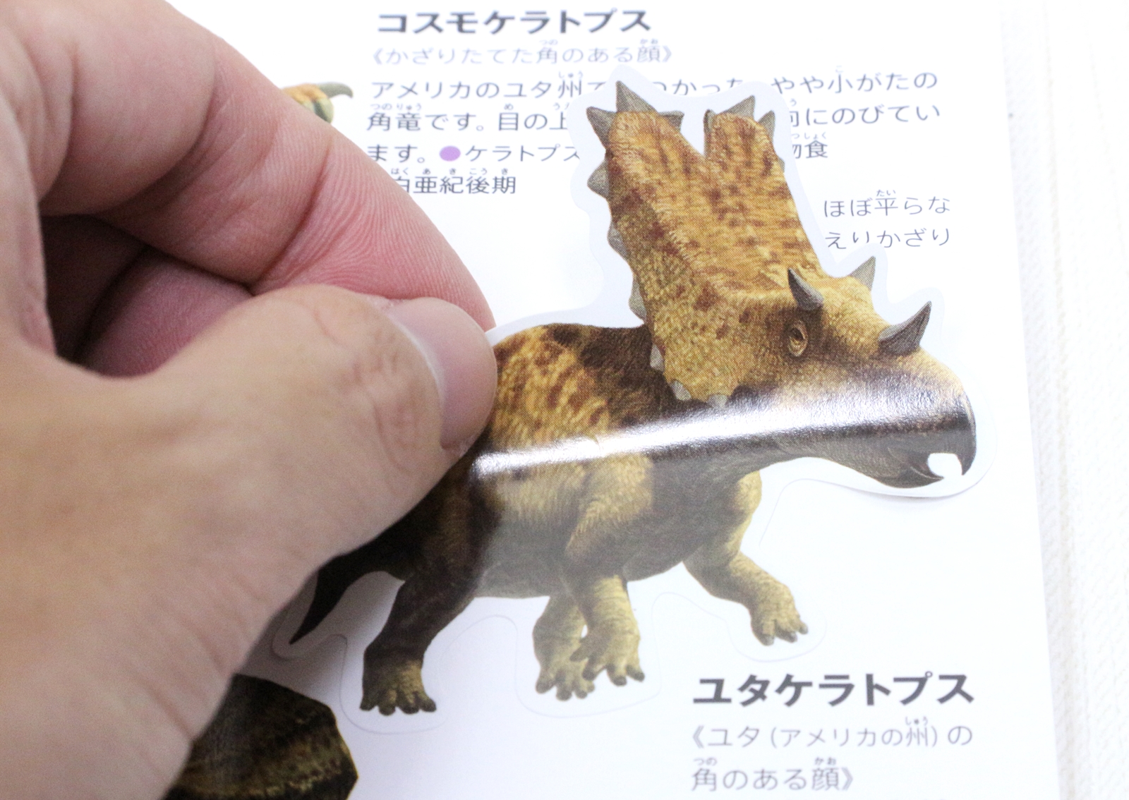 実際に貼ってみた