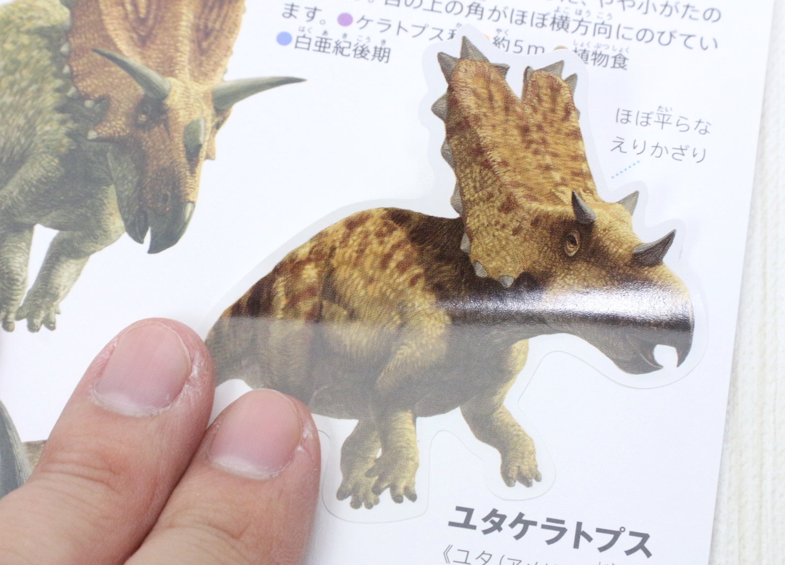 実際に貼ってみた