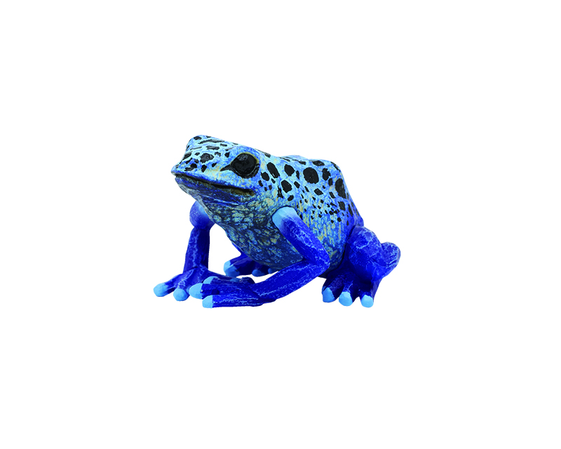 アイゾメヤドクガエル