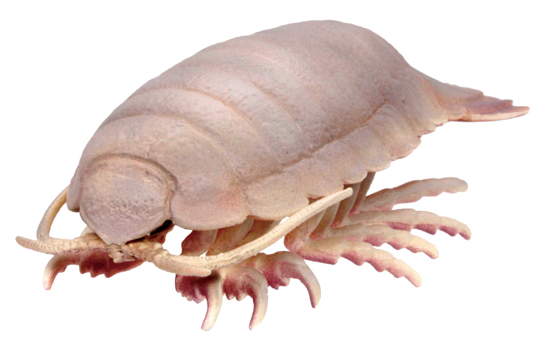 あしが可動する