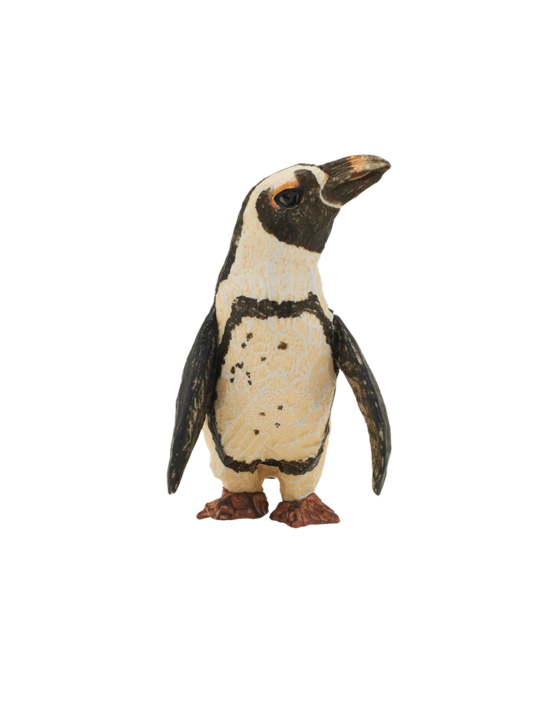 ティプは飼育員のことが大好き！ 頭でっかちで愛嬌たっぷり