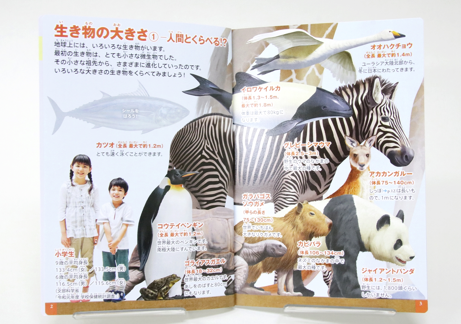 生き物の「大きさ」をくらべる