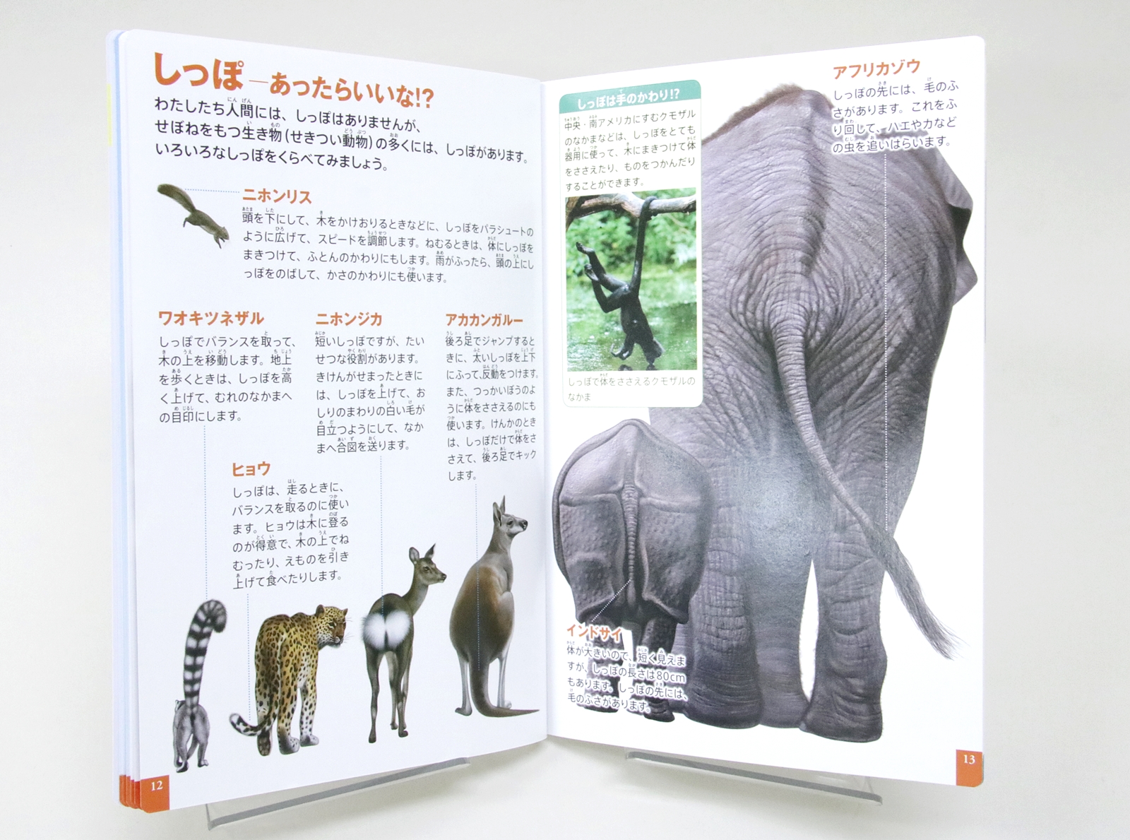 こちらは生き物の「お尻」ではなく「しっぽ」特集