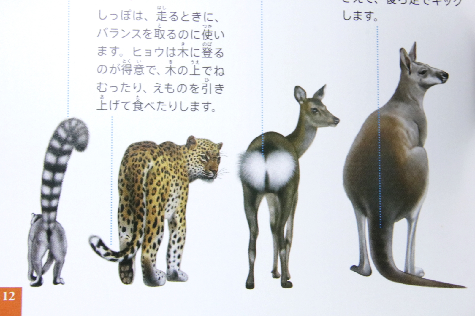 しっぽの形や色の違いだけでなく、その使い方がわかるコラムも用意