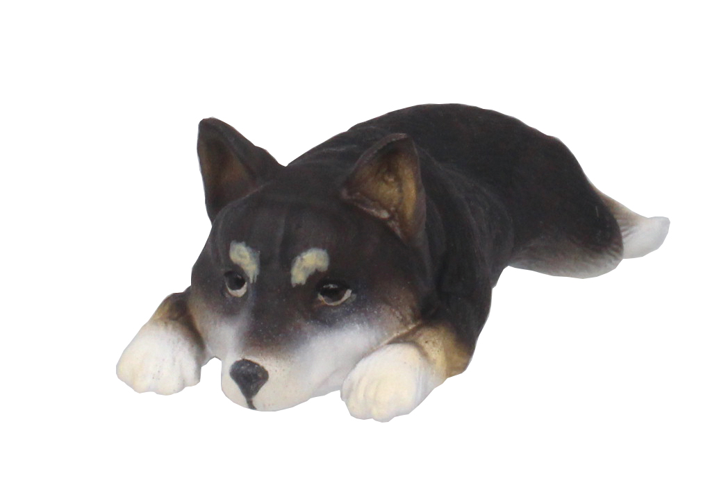 柴犬