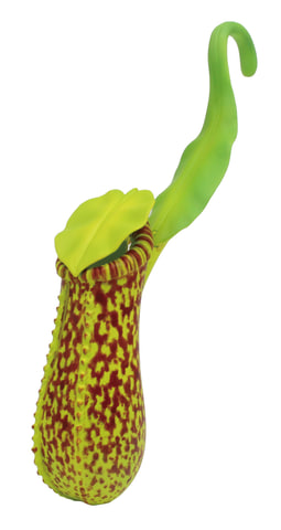 ラフレシアとウツボカズラがギミック付きガチャフィギュアに 巨大花と食虫植物 12月下旬発売 Hobby Watch ラフレシアとウツボカズラがギミック付きガチャフィギュアに 巨大花と食虫植物 12月下旬発売 Hobby Watch