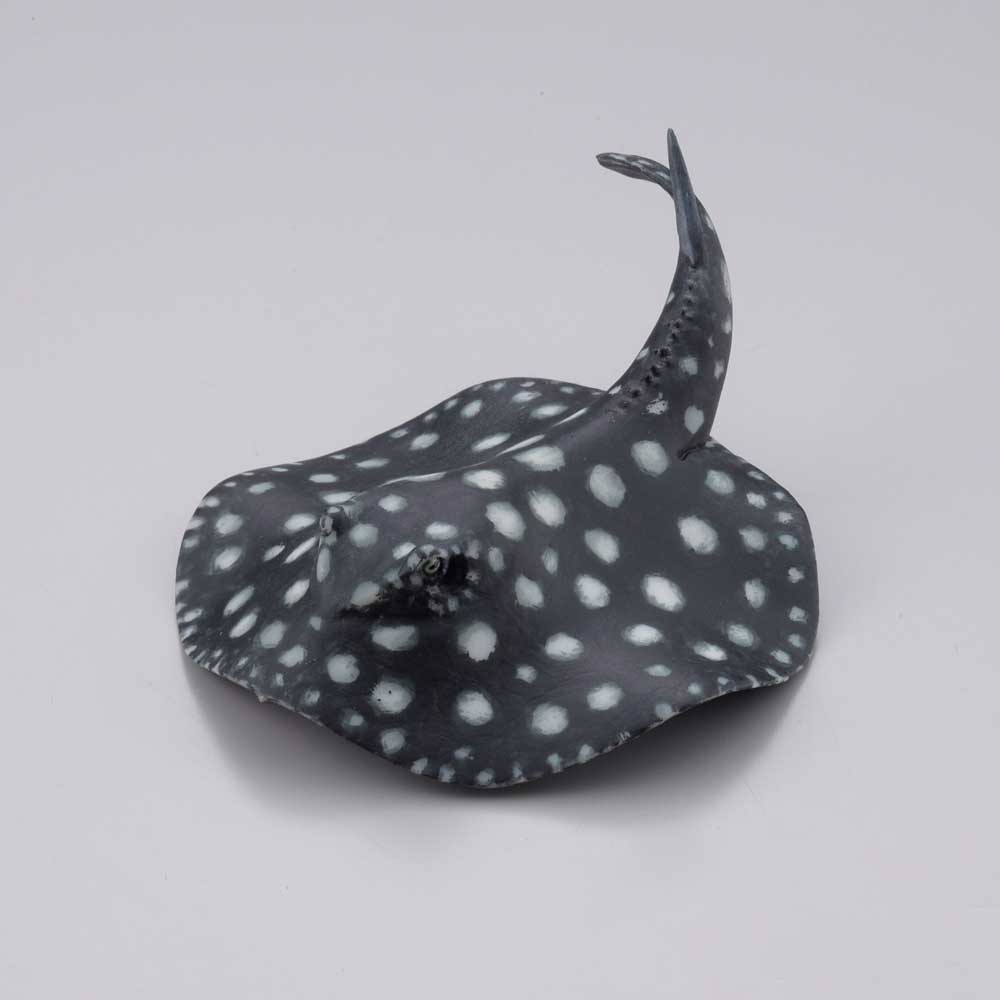 ポルカドットスティングレイ