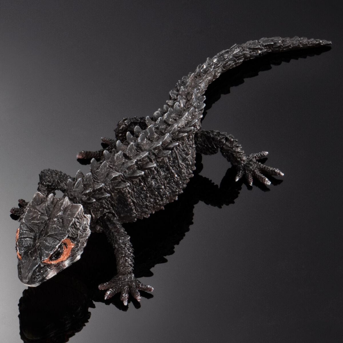 アカメカブトトカゲ(ブラック）