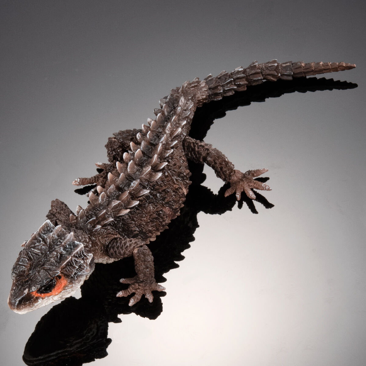 アカメカブトトカゲ(ダークブラウン）