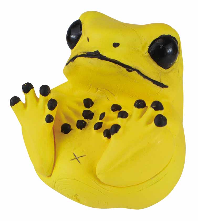 ヤドクガエル（B）