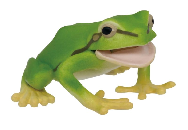 全長約25mm。森や水辺の葉の上にすむ。鳴くのはオスだけ