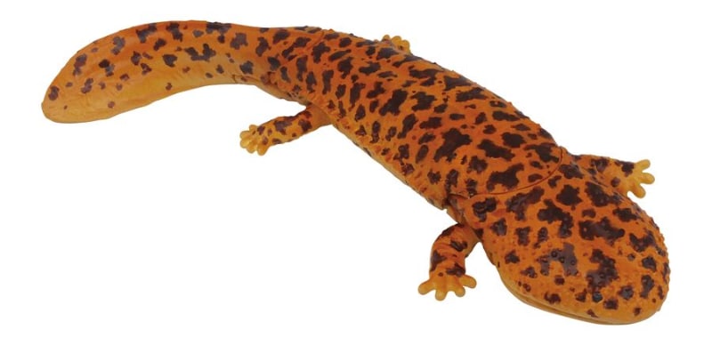 全長約105mm。口、頭、尾が可動する。川の上流に生息する両生類。ハンザキという別名を持つ