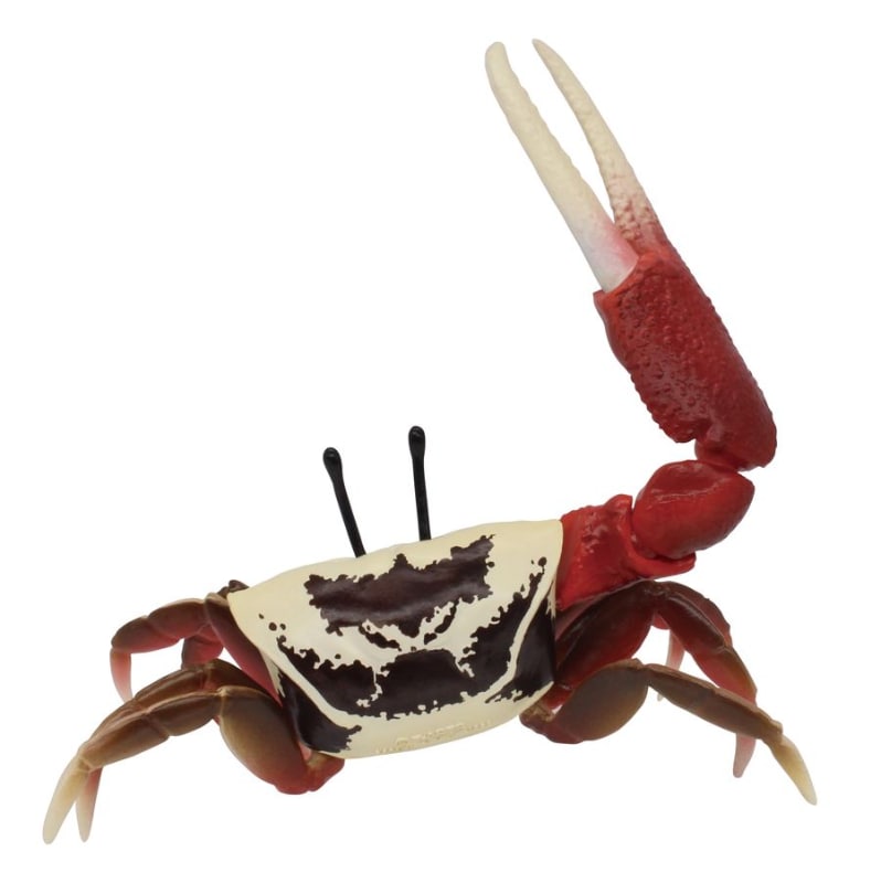 目、右のはさみあしと爪、左のはさみあしが可動