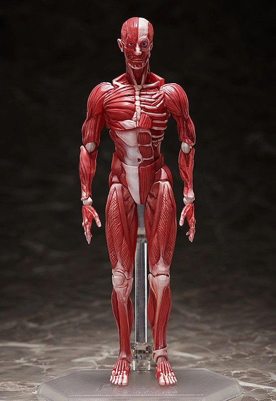 「figma 人体模型」4月25日出荷