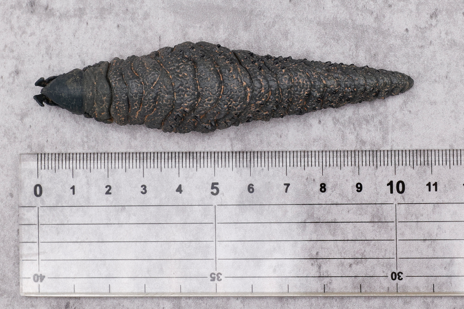 個体によって誤差もあるが、だいたい105mmほどのサイズになる。こちらはそれより少しだけ大きそうだ