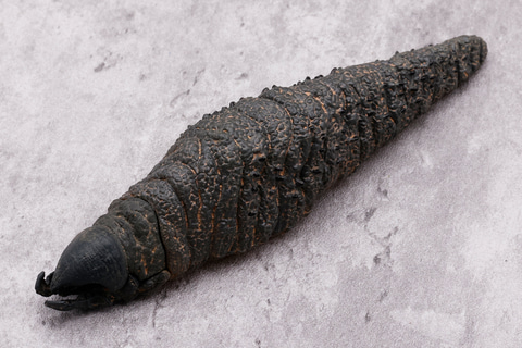 レビュー】カプセルトイ「トレマーズ GRABOIDS COLLECTION」レビュー