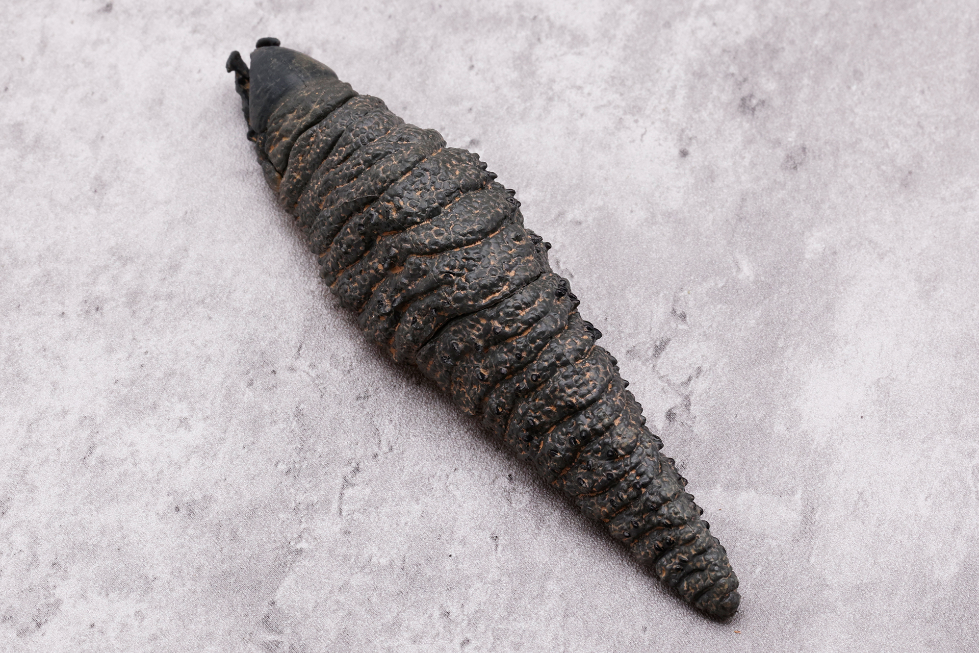 最初に見たサンプル写真と比べると、やや色が濃い印象だ