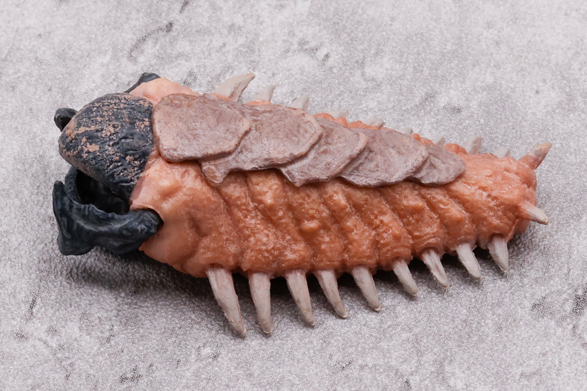 成体はトゲで土の中を高速に移動するが、幼体ではそれが脚になっているようだ