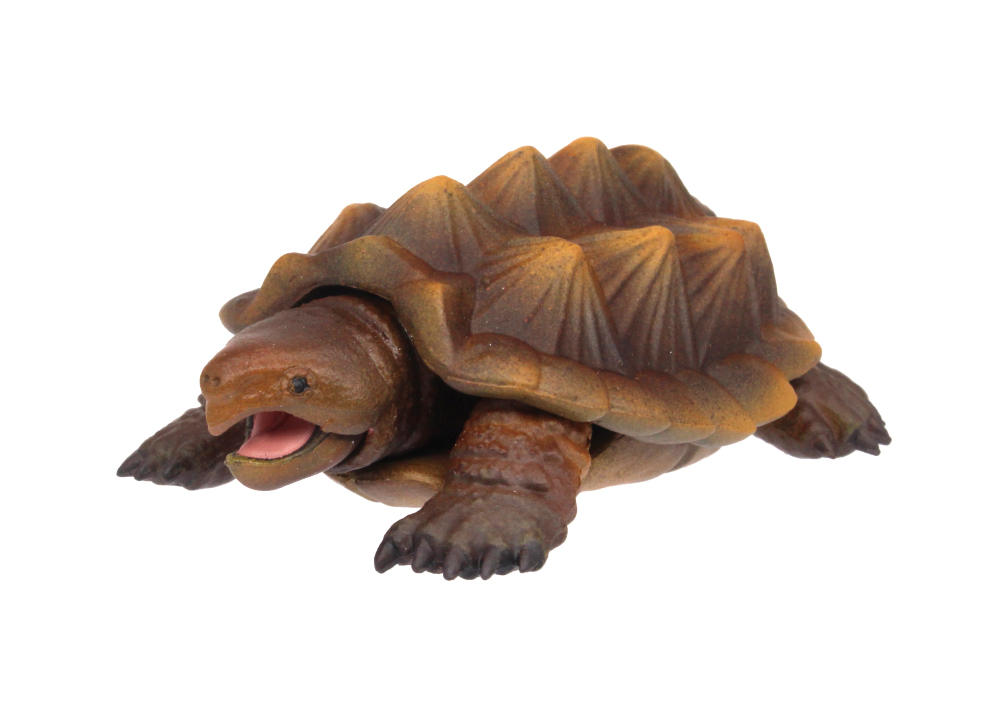 巨大なカメでアメリカに分布。強いアゴの力は人の指も噛みちぎるほど