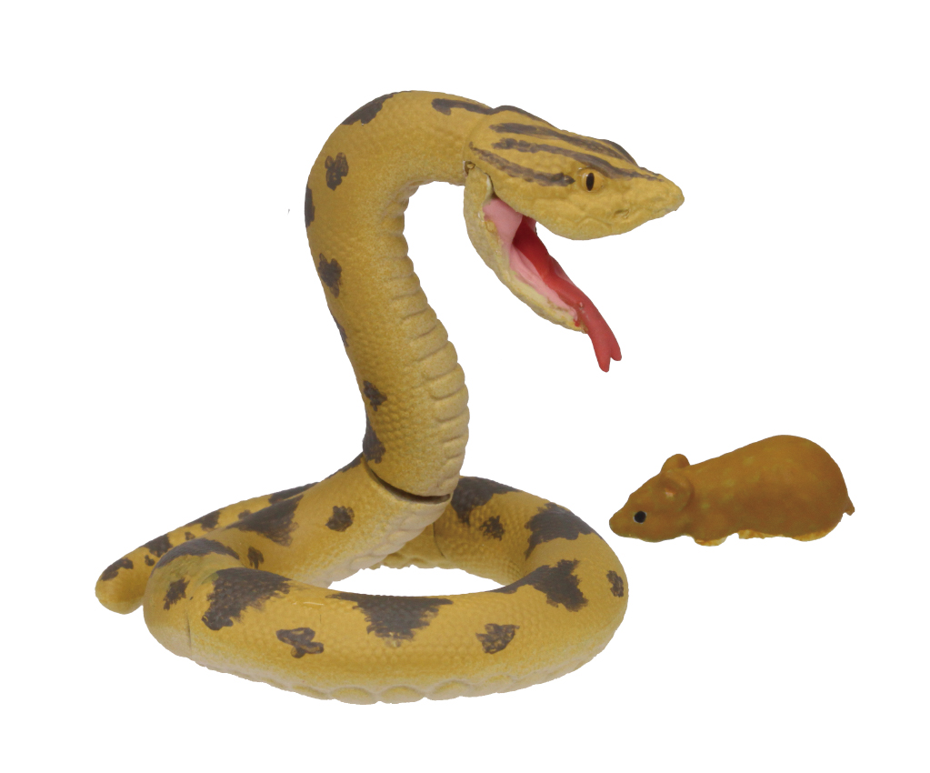 毒牙でかまれると、吐き気や腹痛、意識障害等の危険をひきおこす