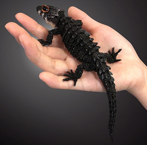 アカメカブトトカゲ：ブラック