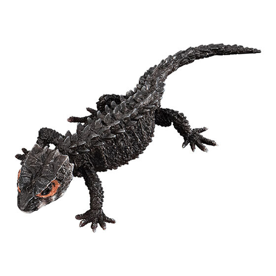 アカメカブトトカゲ：ブラック