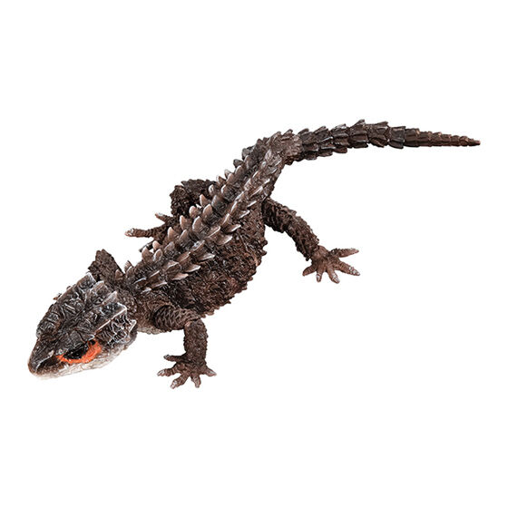 アカメカブトトカゲ：ダークブラウン