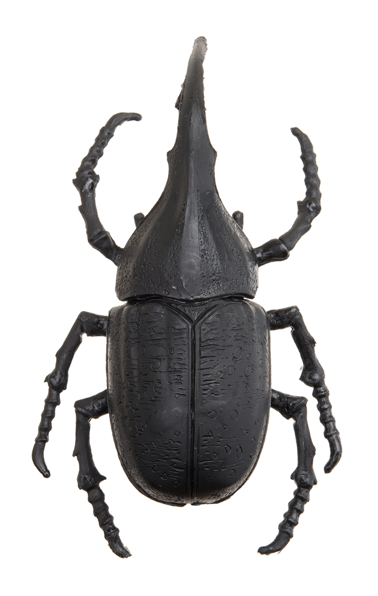 ヘラクレスオオカブト/約10.5mm