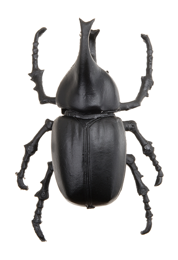 ヒメカブト/約7.2mm