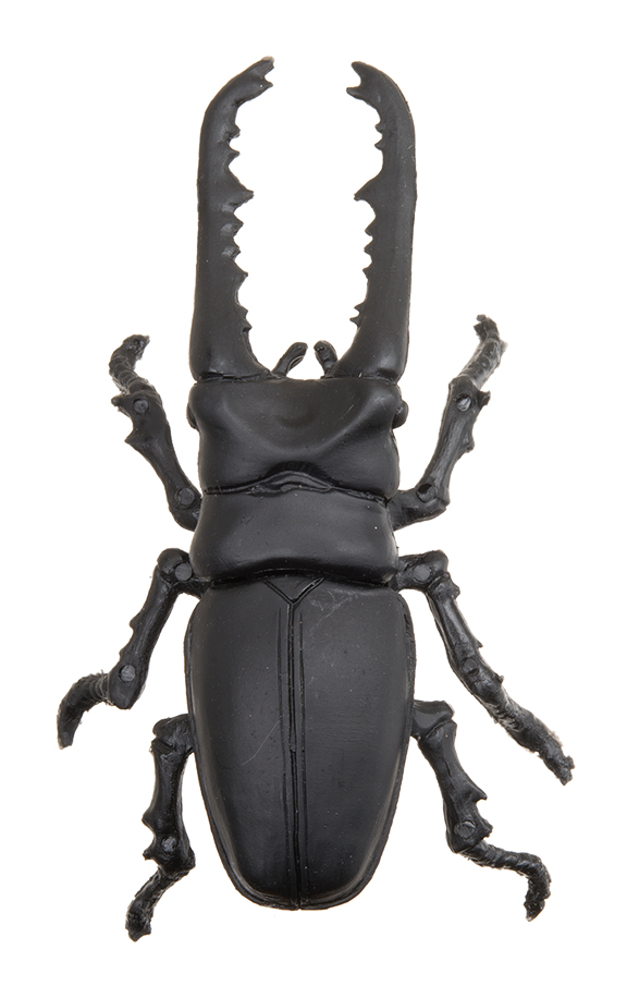 ギラファノコギリクワガタ/約8.0mm