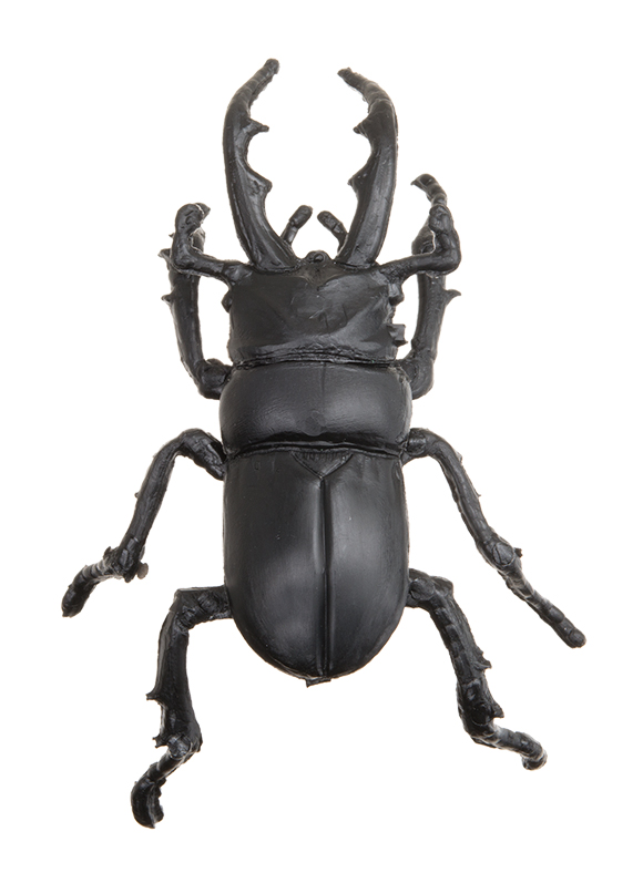 ノコギリクワガタ/約6.7mm