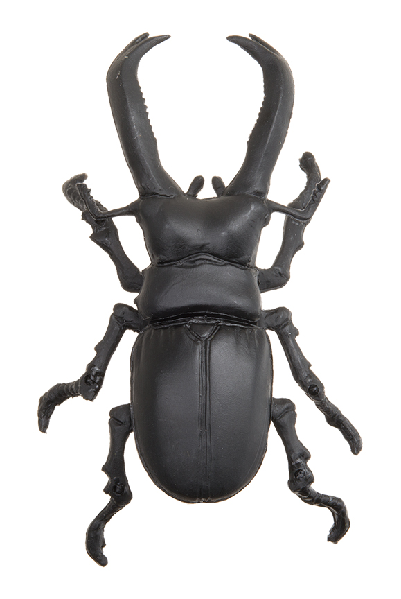 パリーフタマタクワガタ/約7.4mm